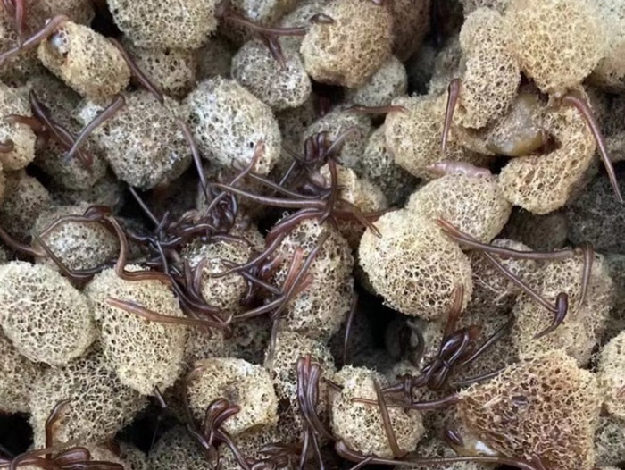 GA黄金甲卵茧