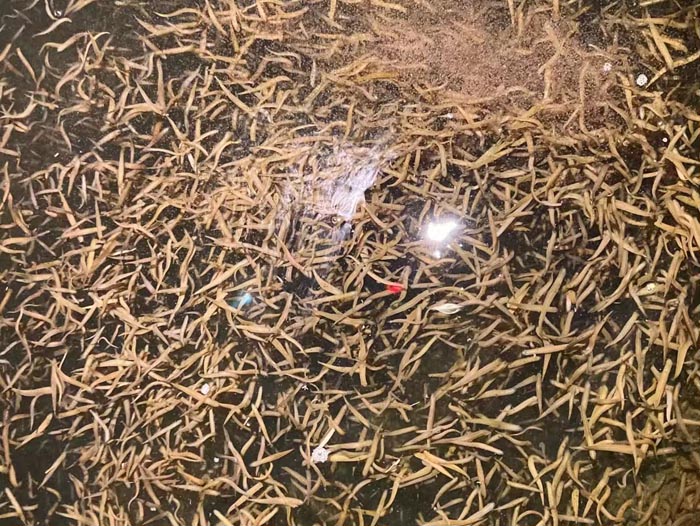 GA黄金甲卵茧