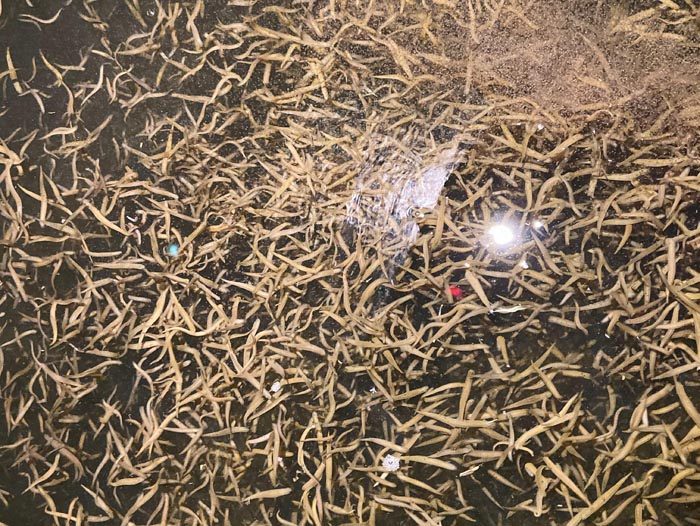 GA黄金甲小苗