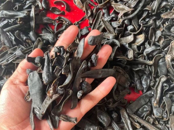 GA黄金甲制品