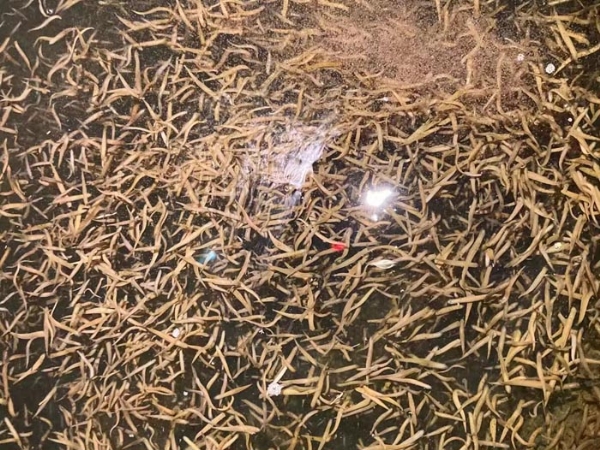GA黄金甲卵茧