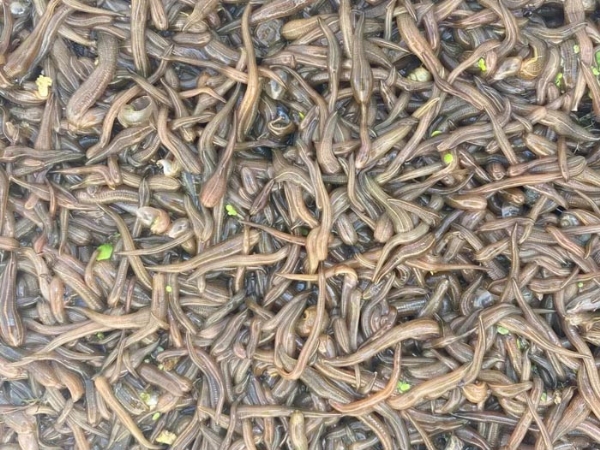 GA黄金甲卵茧