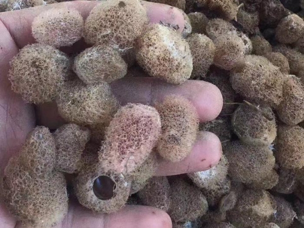 GA黄金甲卵茧