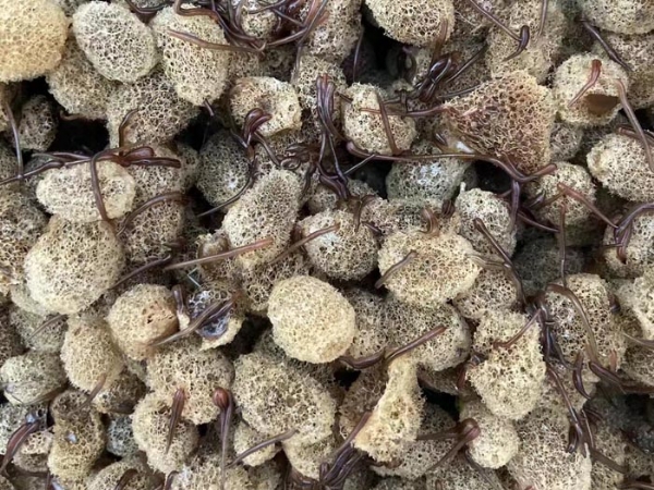 GA黄金甲卵茧