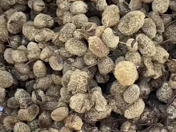 GA黄金甲卵茧