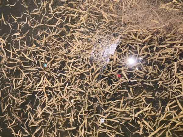 GA黄金甲小苗