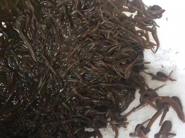 GA黄金甲小苗