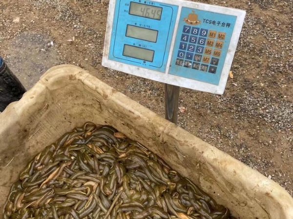 GA黄金甲小苗