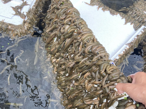GA黄金甲成苗