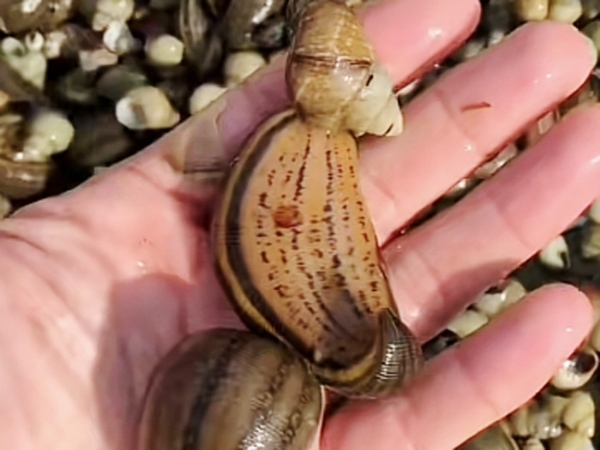 GA黄金甲成苗