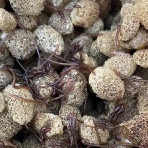GA黄金甲卵茧