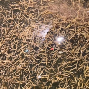 GA黄金甲卵茧