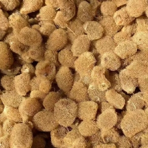 GA黄金甲卵茧