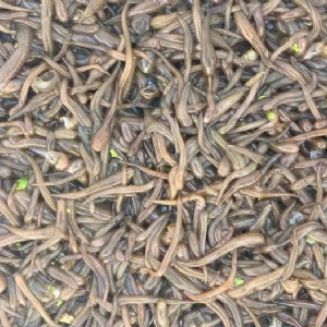 GA黄金甲卵茧