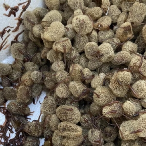 GA黄金甲卵茧