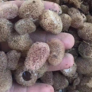 GA黄金甲卵茧