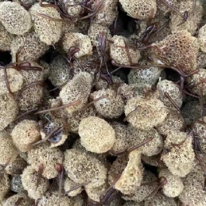 GA黄金甲卵茧