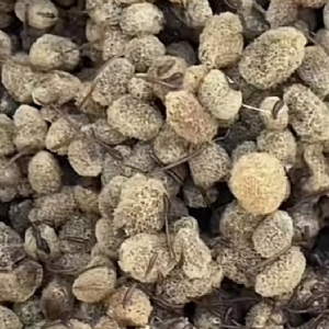 GA黄金甲卵茧