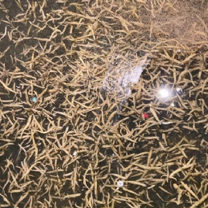GA黄金甲小苗