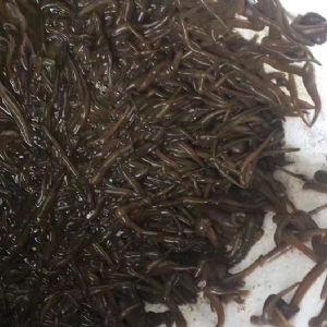 GA黄金甲小苗
