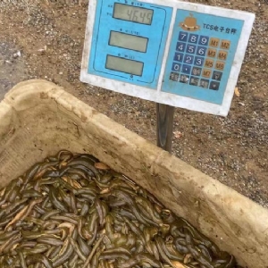 GA黄金甲小苗