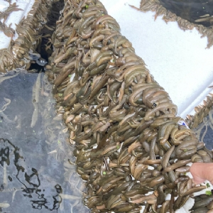 GA黄金甲成苗