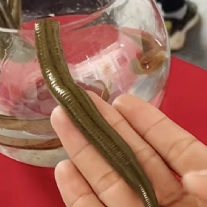 GA黄金甲成苗