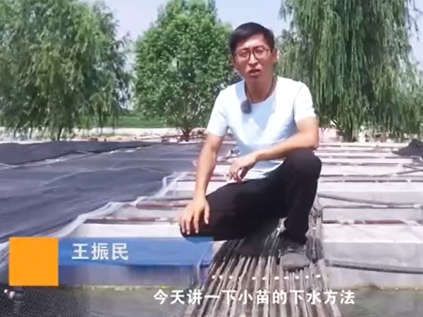 GA黄金甲小苗的下水要领
