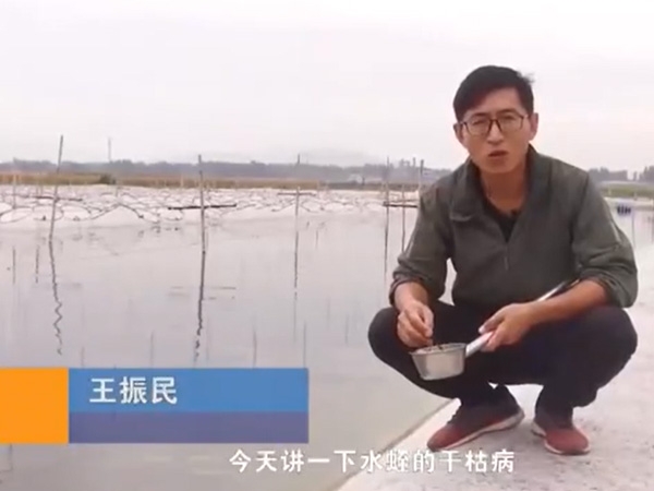 GA黄金甲干枯病爆发涯纪律及防治要领