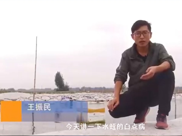GA黄金甲白点病爆发涯纪律及防治要领
