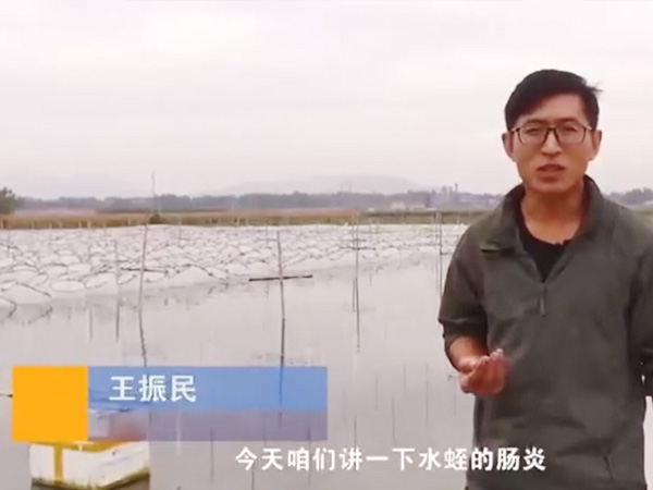 GA黄金甲胀气型肠炎爆发纪律及防治要领