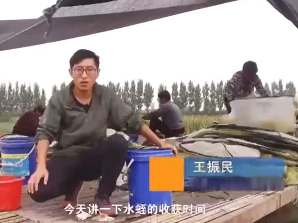 GA黄金甲收获时间