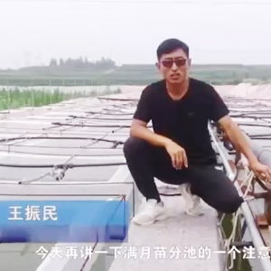 GA黄金甲满月苗的注重事项