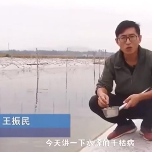 GA黄金甲干枯病爆发涯纪律及防治要领