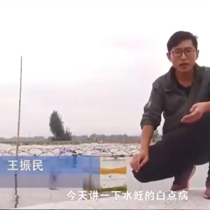 GA黄金甲白点病爆发涯纪律及防治要领