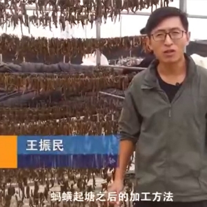 GA黄金甲加工要领