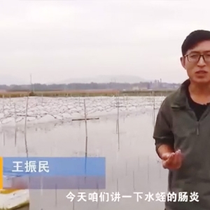 GA黄金甲胀气型肠炎爆发纪律及防治要领