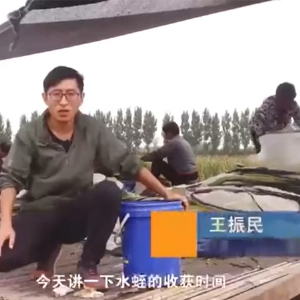 GA黄金甲收获时间