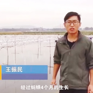 GA黄金甲收获流程