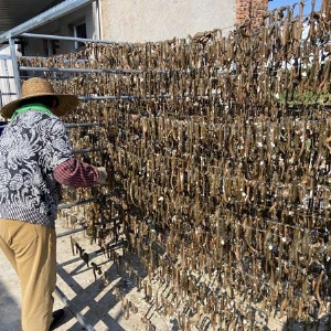 GA黄金甲制品